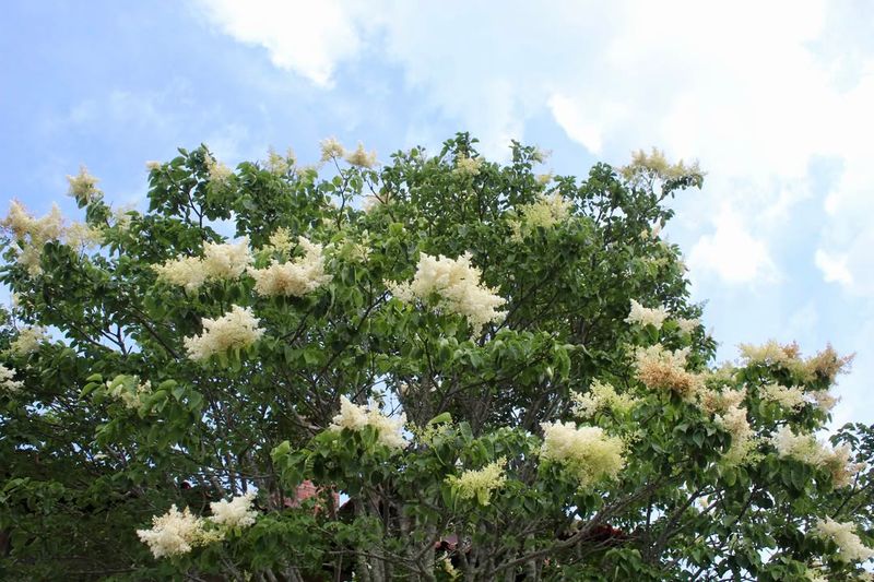 Lilac Tree