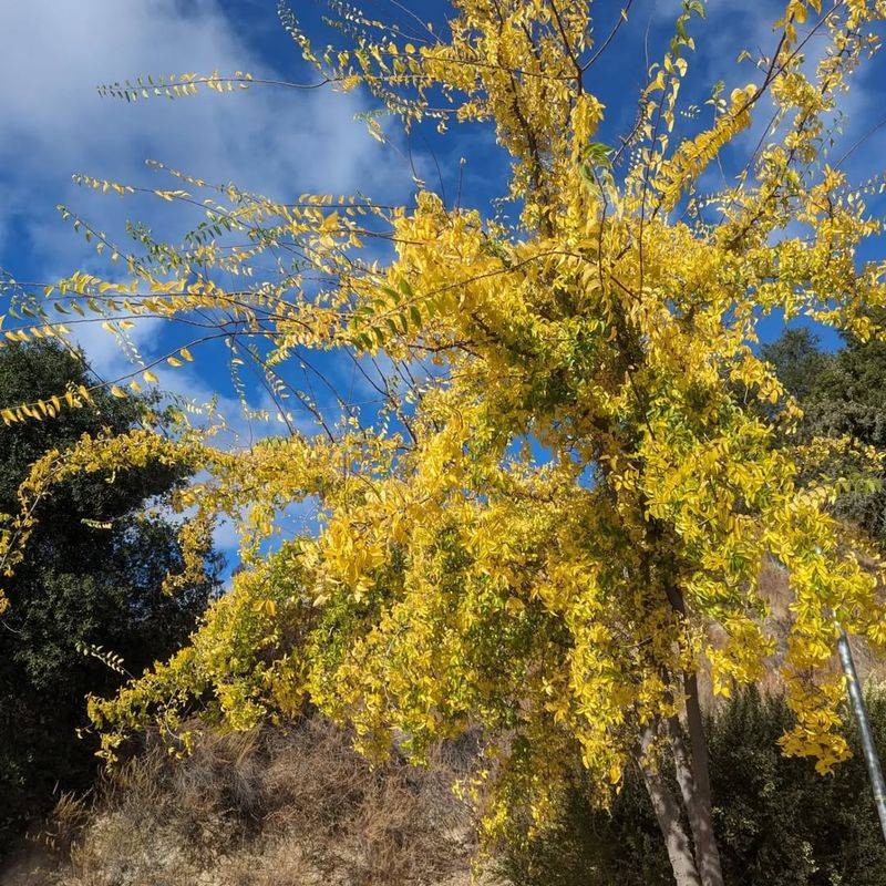 Hackberry Tree