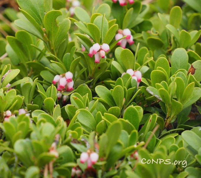 Bearberry