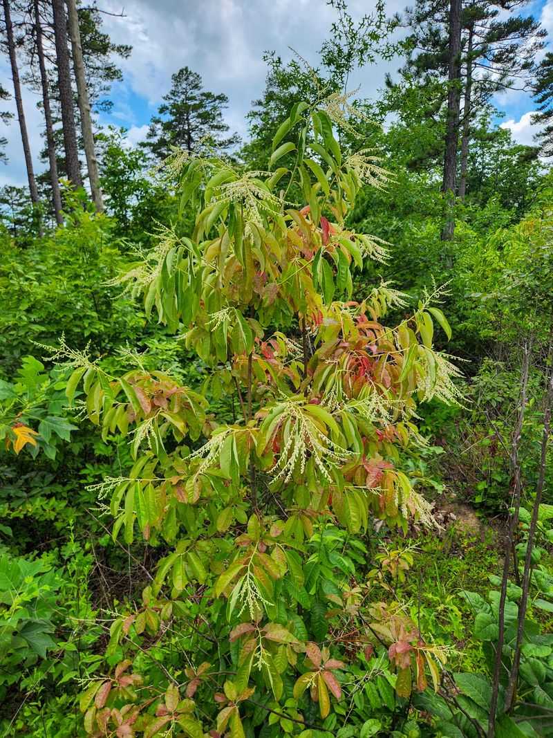 Sourwood Tree