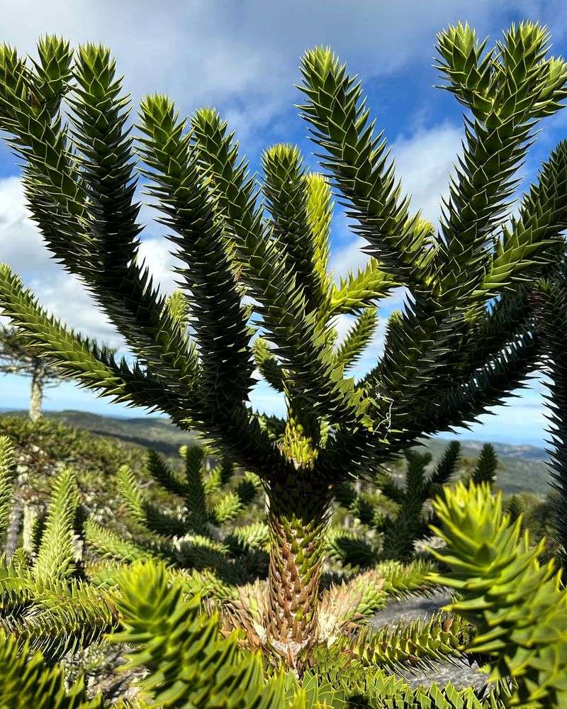 Monkey Puzzle Tree (Araucaria Araucana)