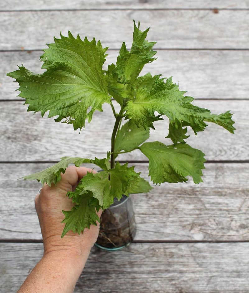 Shiso