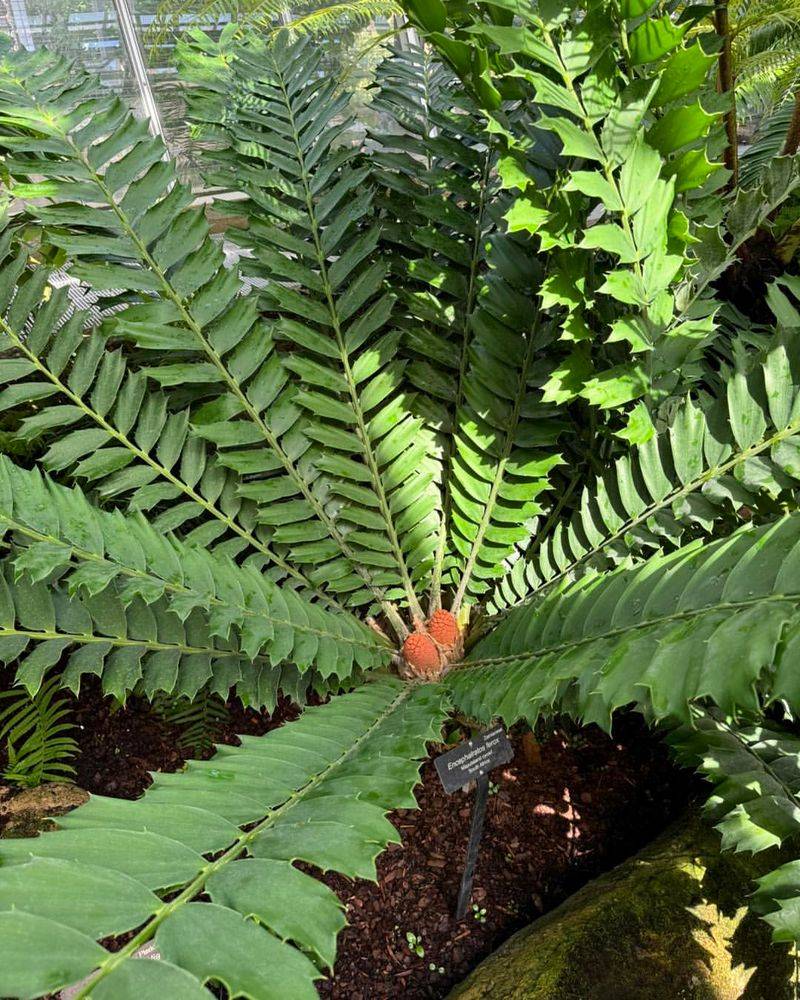 Cycads (Cycadophyta)