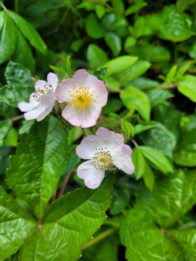 Multiflora Rose