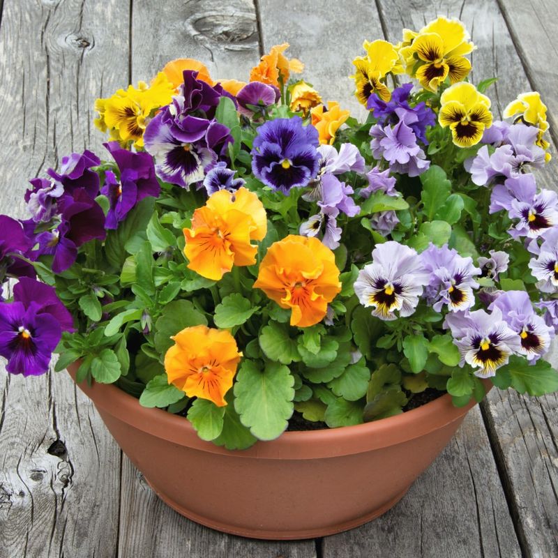 Pansy