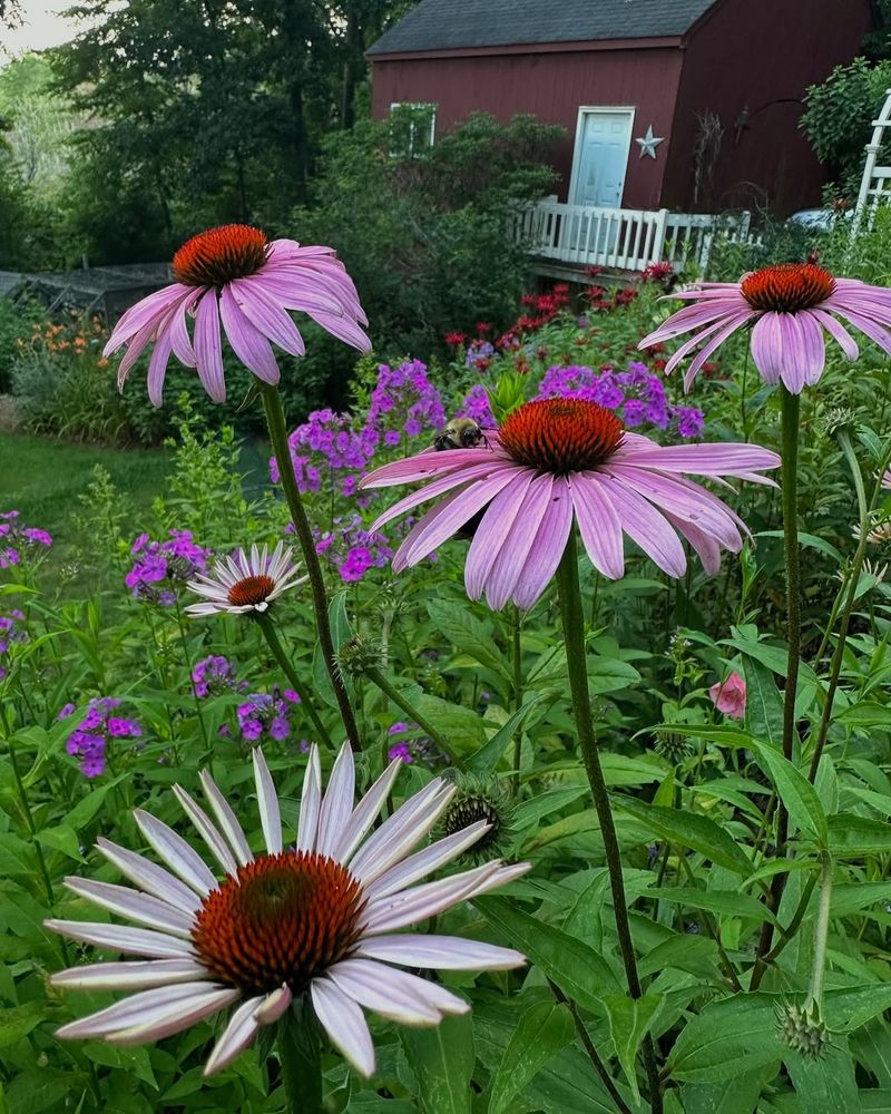 Coneflower