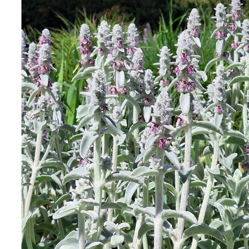 Lamb's Ear