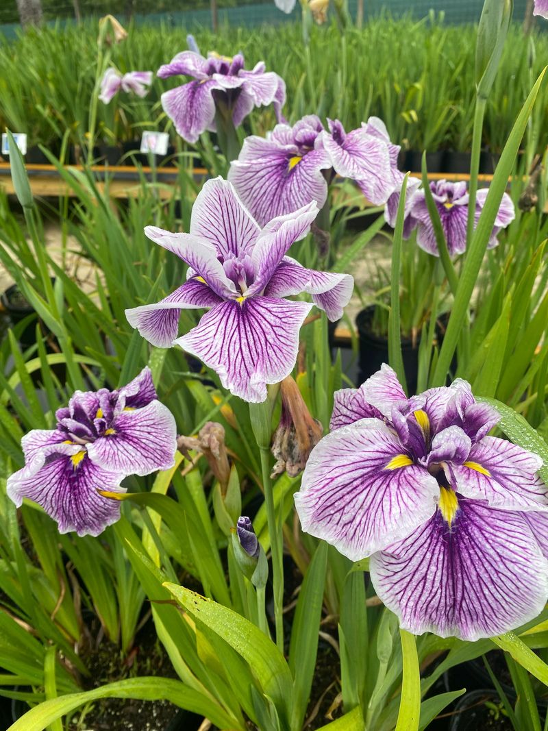 Japanese Iris