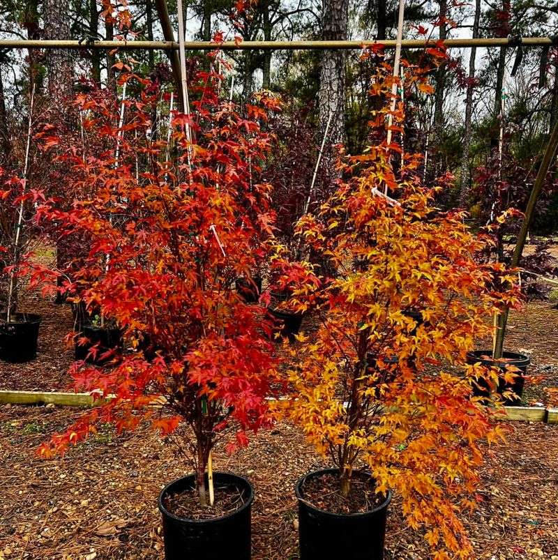 Japanese Maple