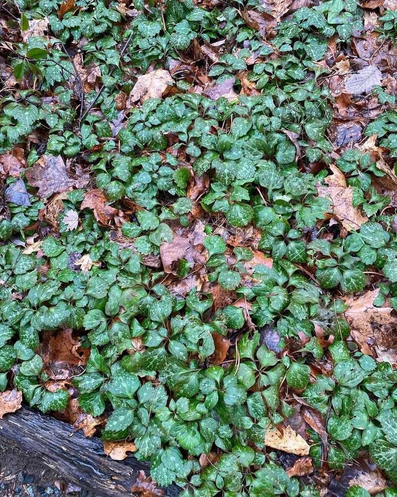 Pachysandra