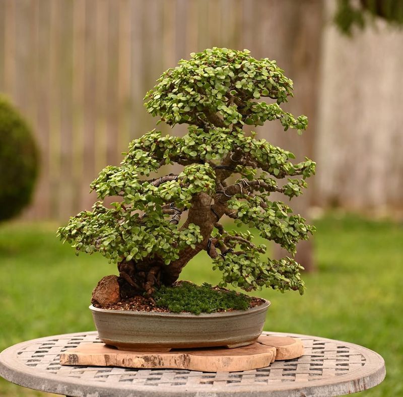 Bonsai