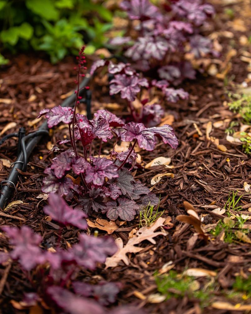 Heuchera