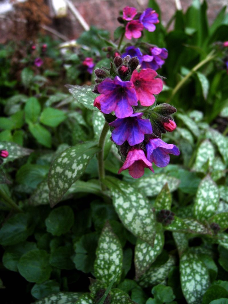 Lungwort