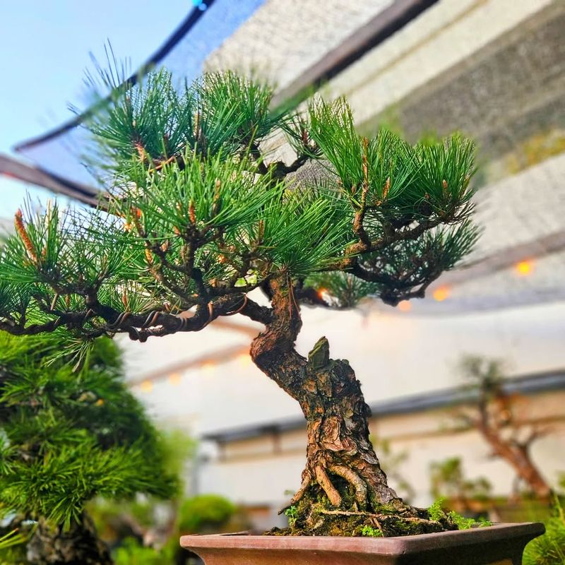 Japanese Black Pine (Pinus Thunbergii)