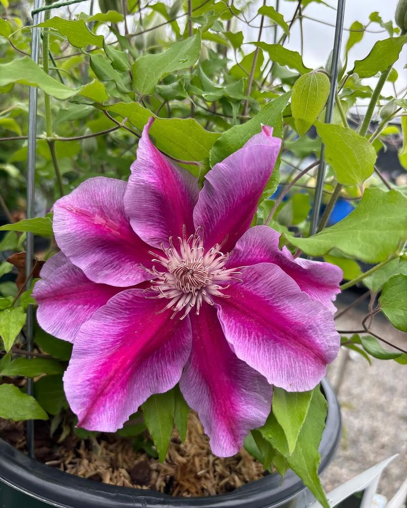 Clematis