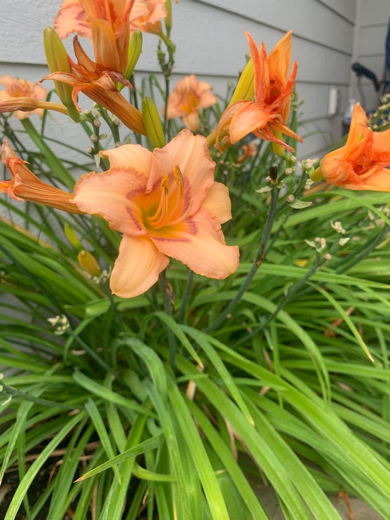 Daylilies