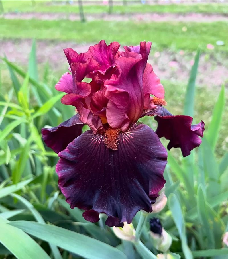 Bearded Iris