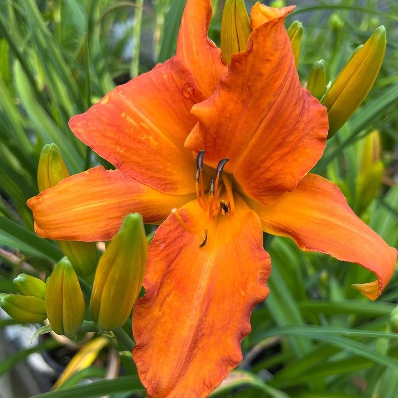 Daylilies