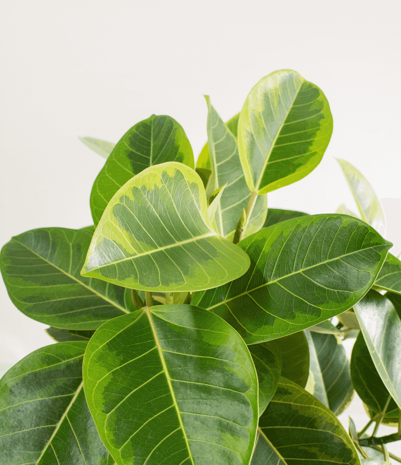 Ficus