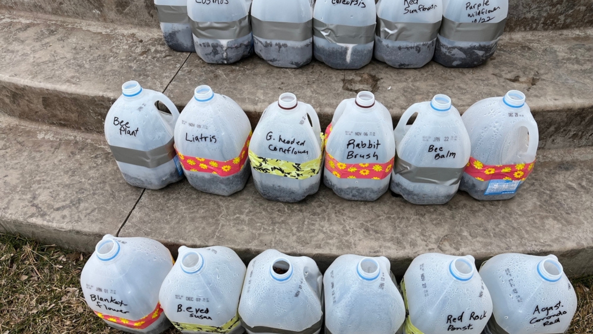 milk jug greenhouse