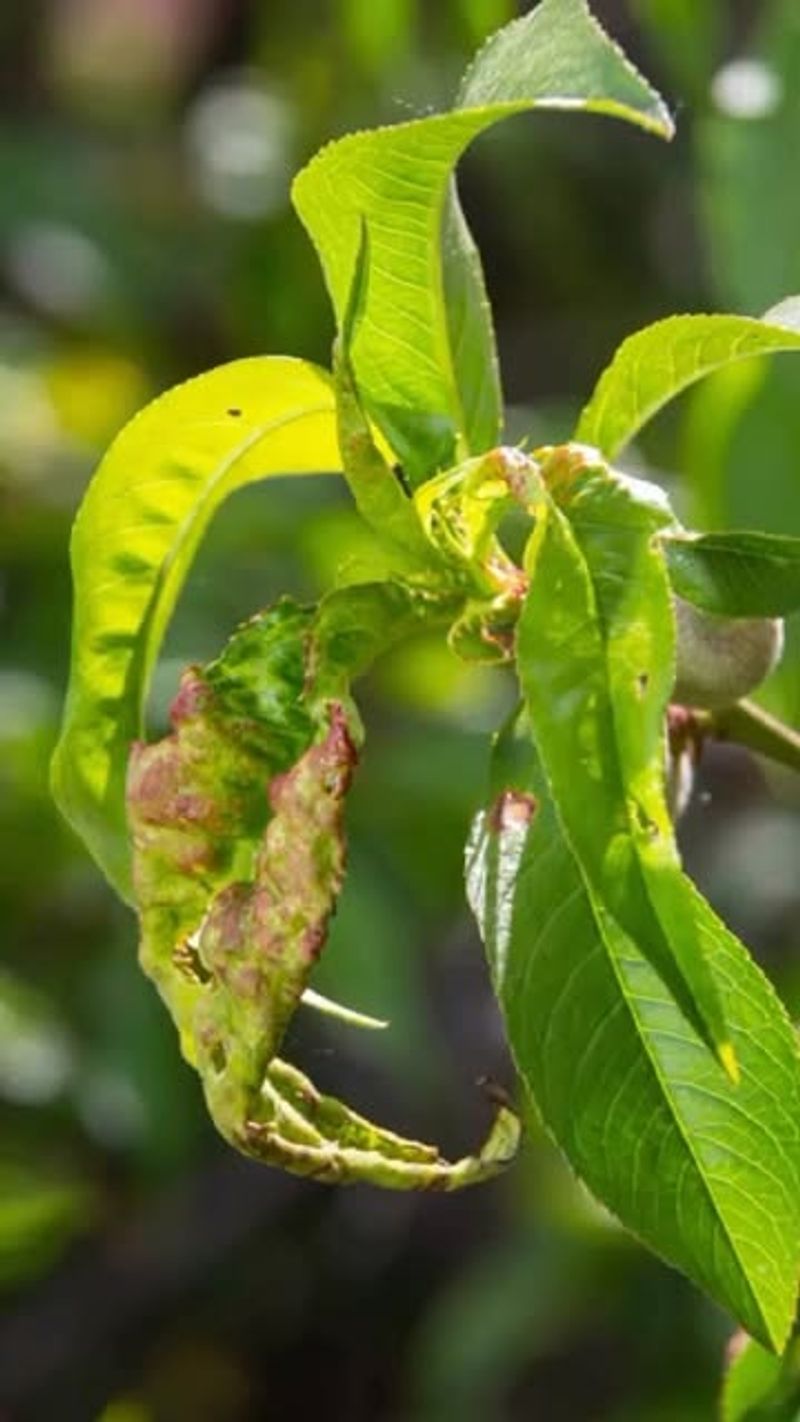 Common Problems When Growing A Peach Tree From A Pit