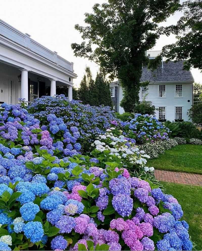 The Ideal Garden Bed For Healthy Hydrangeas