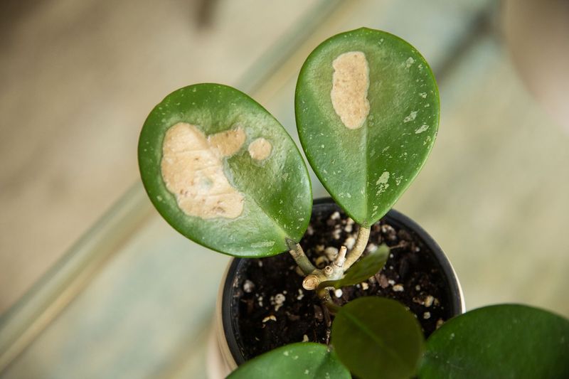 Protecting Houseplants From Sunburn And Temperature Shock