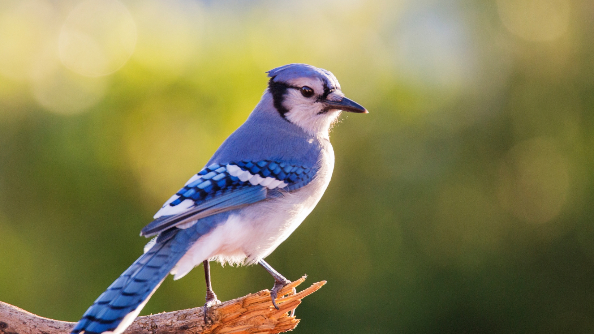 blue jay on a tree branch