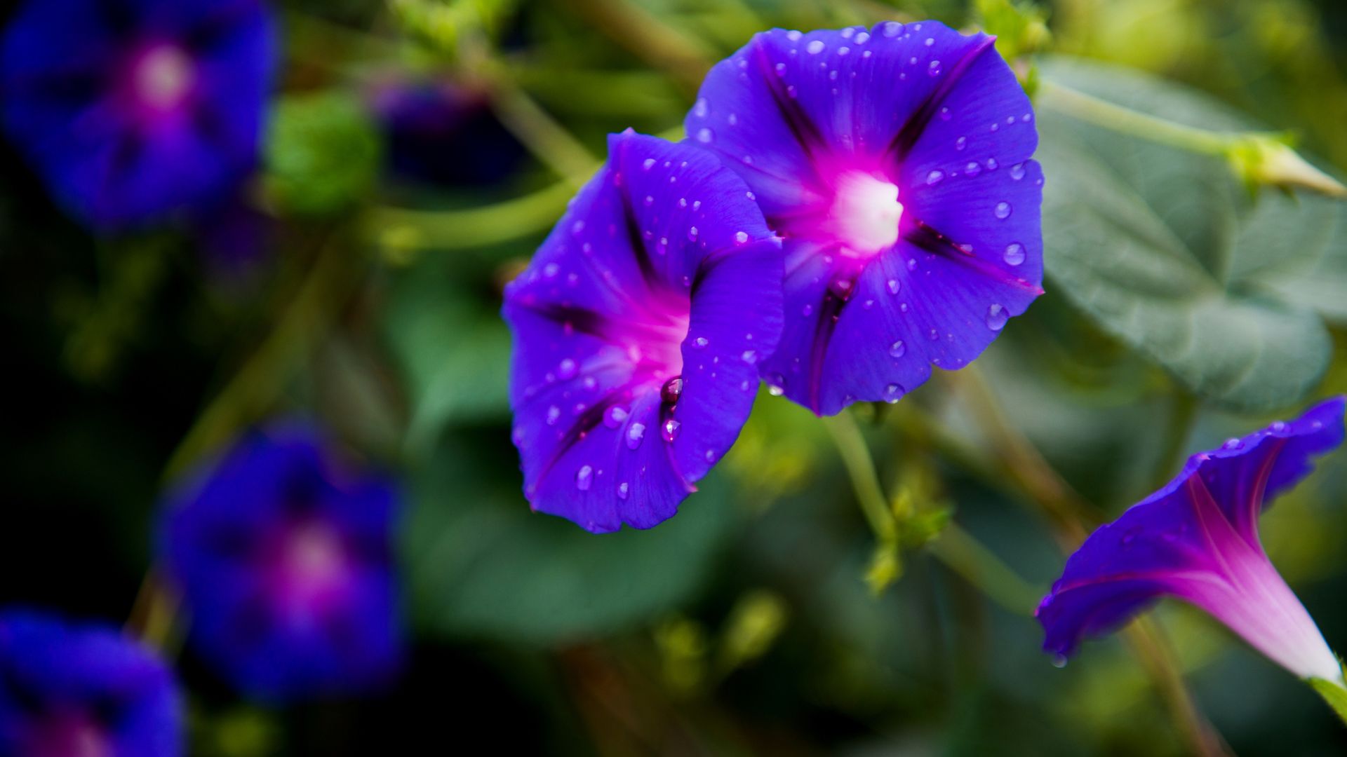 morning glory
