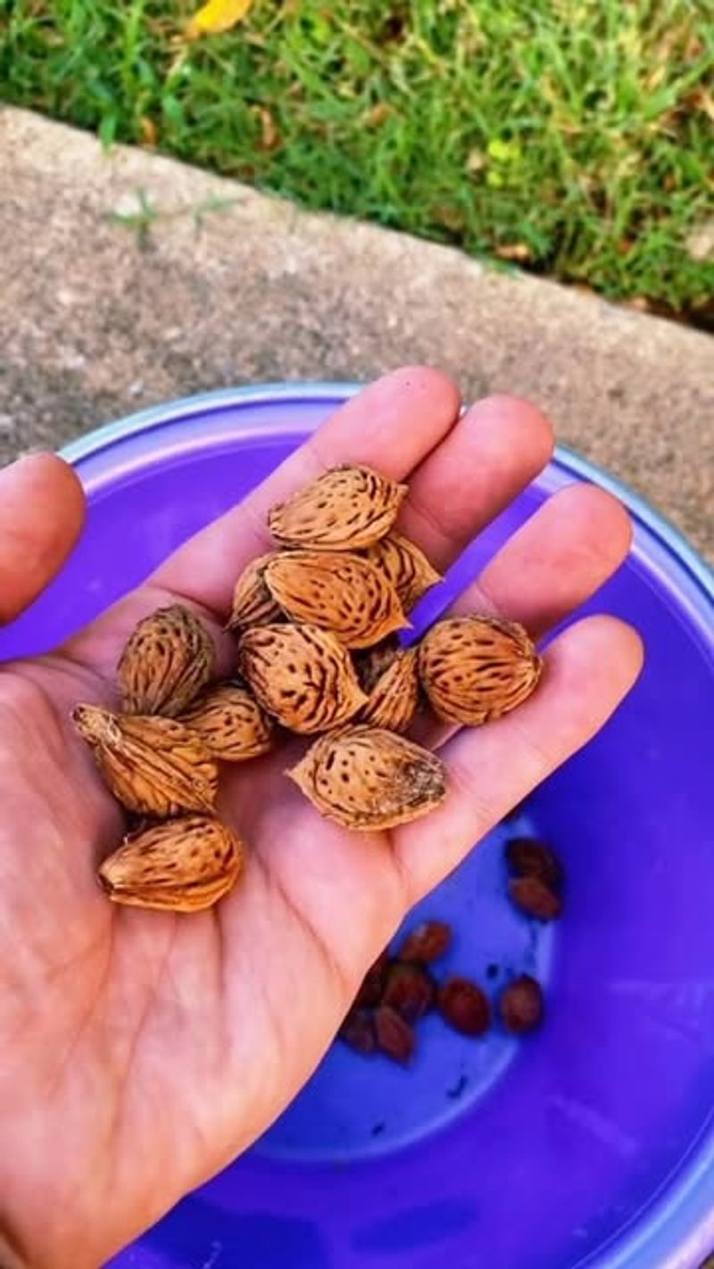 Stratification - The Secret To Sprouting A Peach Seed