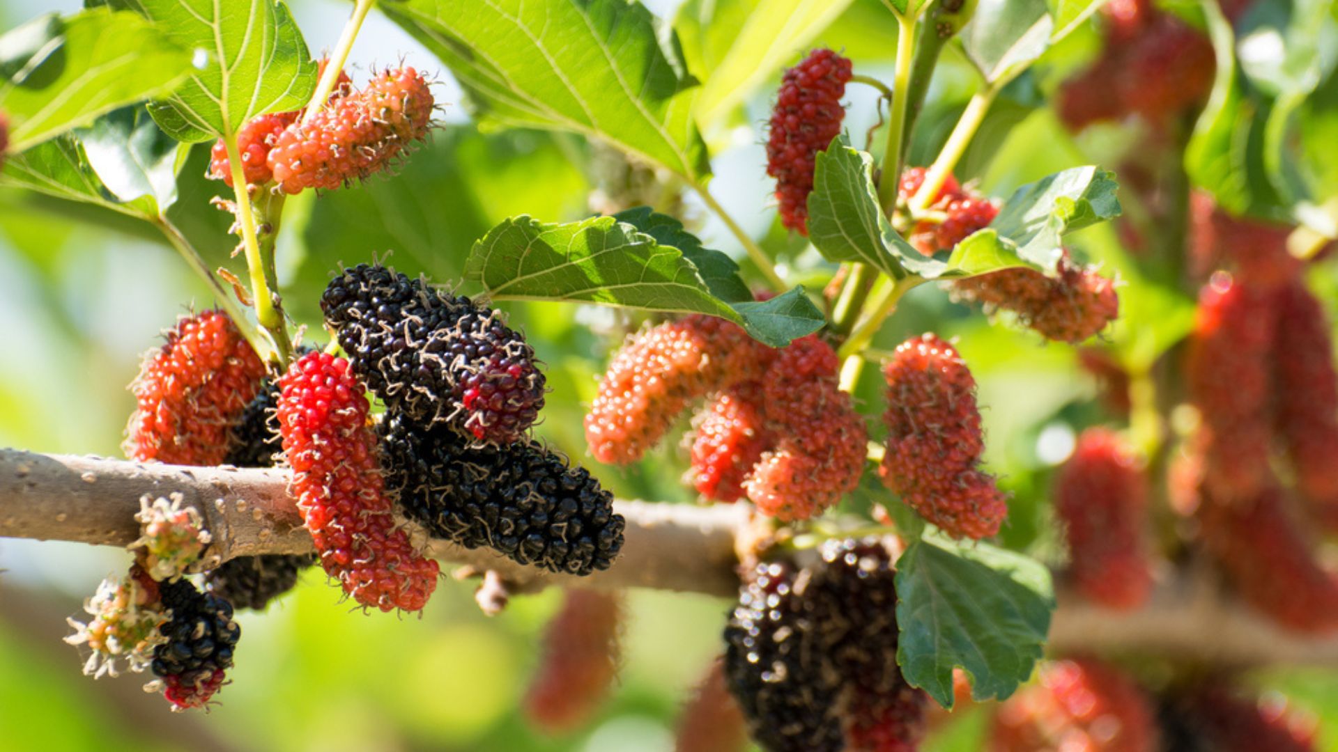 How To Get A Mulberry Tree To Fruit – 24 Expert Tips For An Abundant Harvest Of Sweet Berries