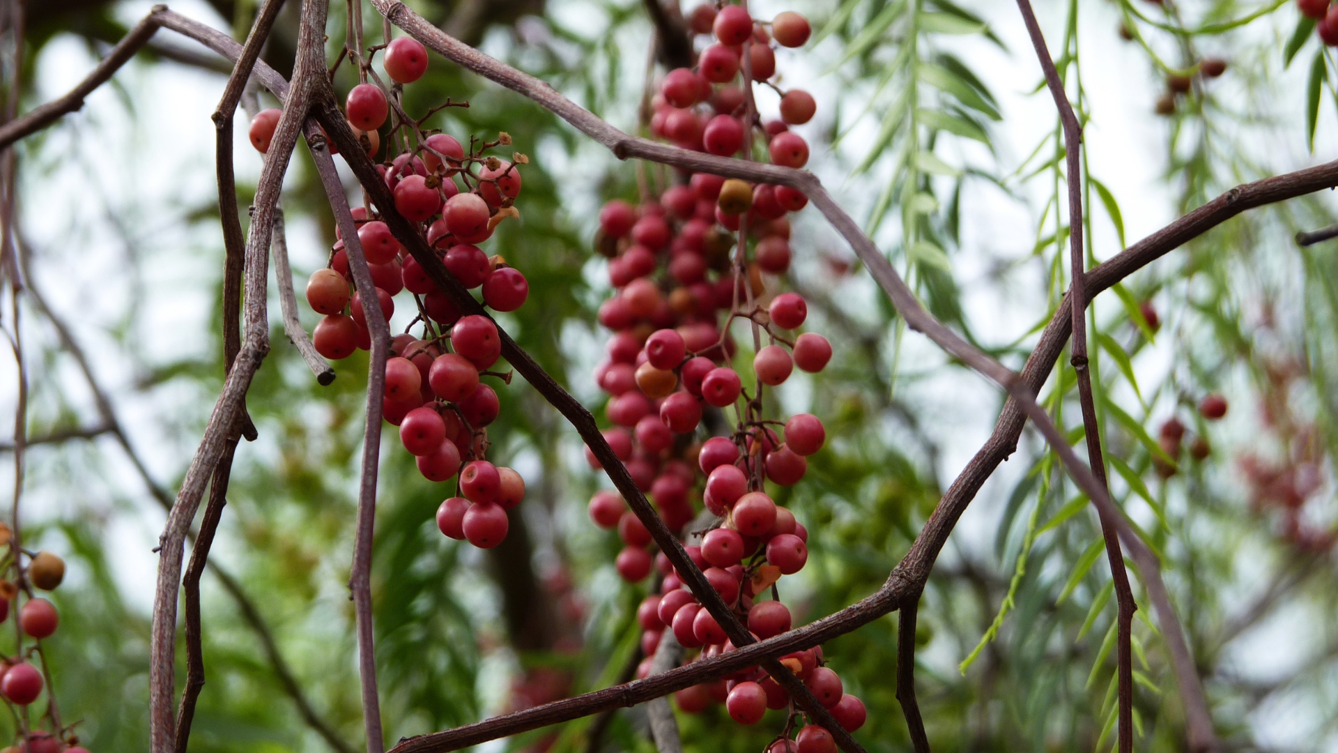 peppercorn plant