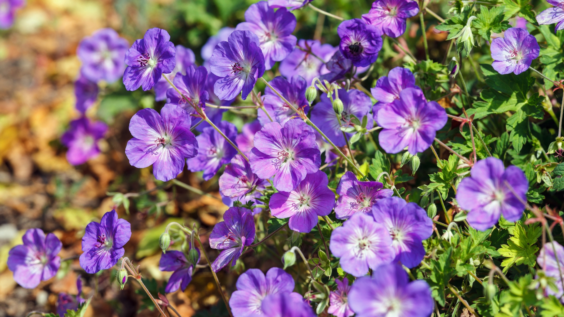 perennial geranium