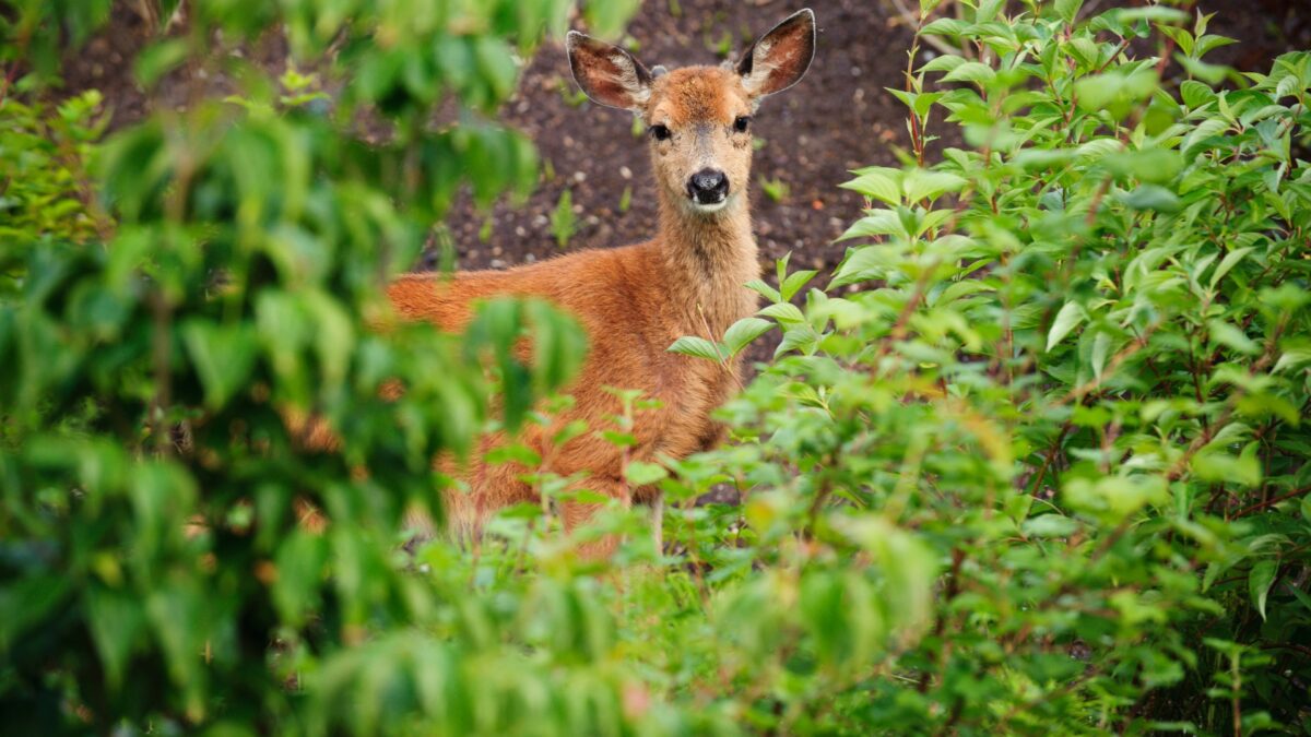 How To Keep Deer, Rabbits, And Other Wildlife from Eating Your Plants