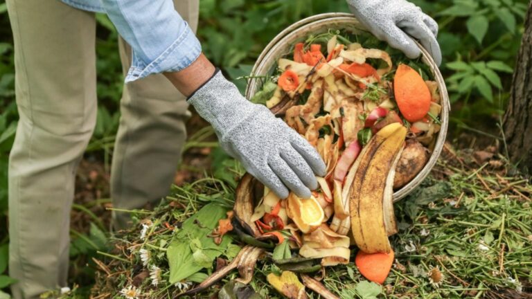 gardener getting compost out of bin