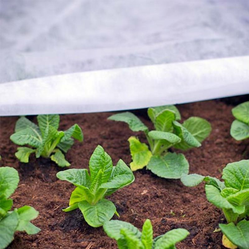 Protecting Plants If A Late Frost Strikes