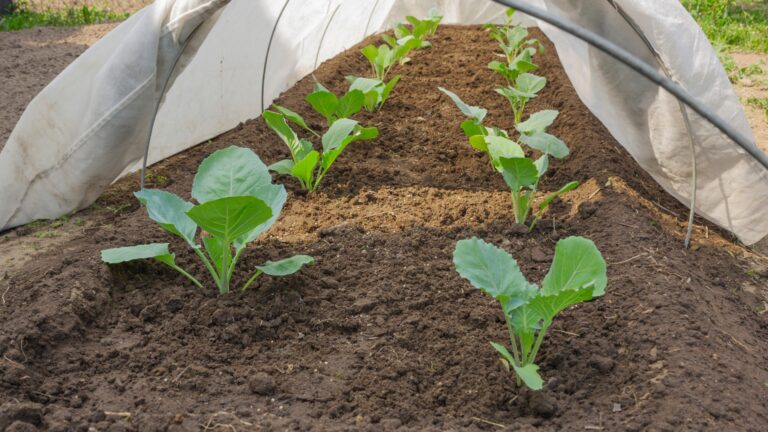 spring frost protection