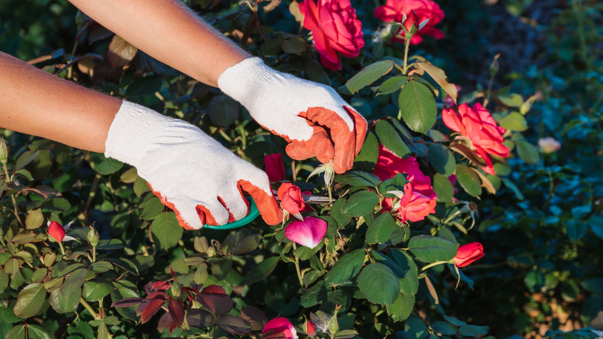 How To Prune & Deadhead Perennials – 22 Genius Hacks For A Garden That Never Stops Blooming