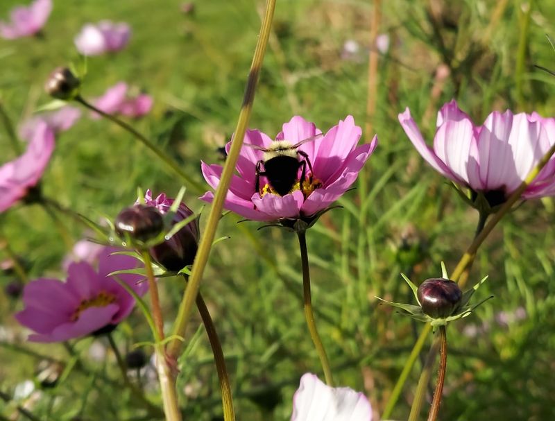 Understand the Plant’s Blooming Cycle