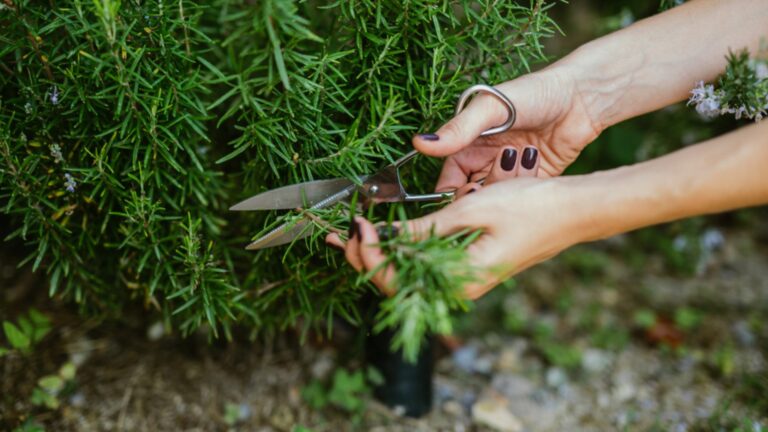 gardener pruning rosemary