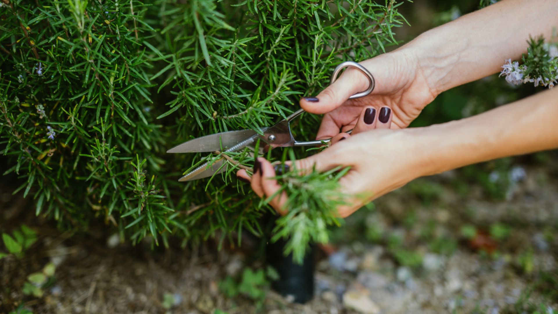 How To Prune Rosemary – 24 Tips For Fuller, Healthier Plants