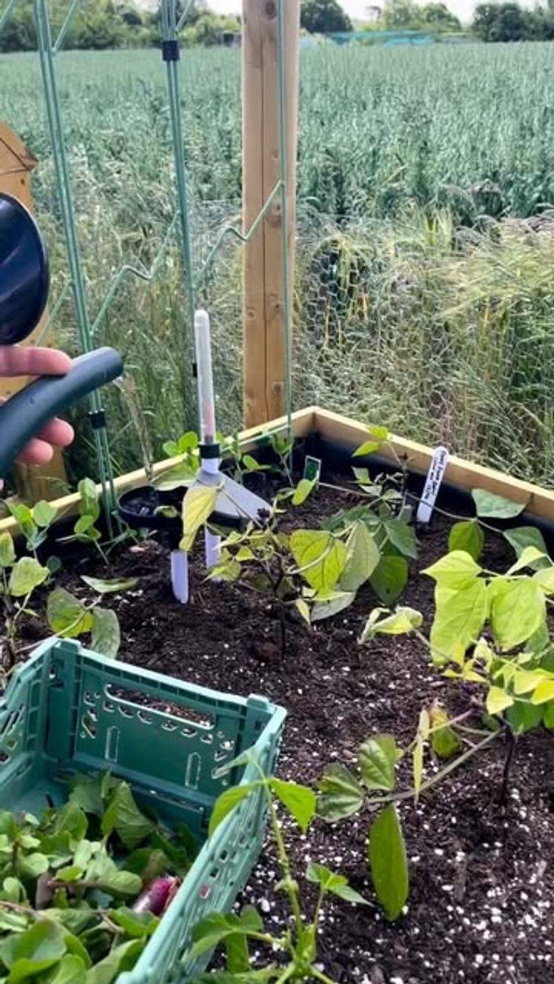 Watering and Moisture Management In A No-Dig System