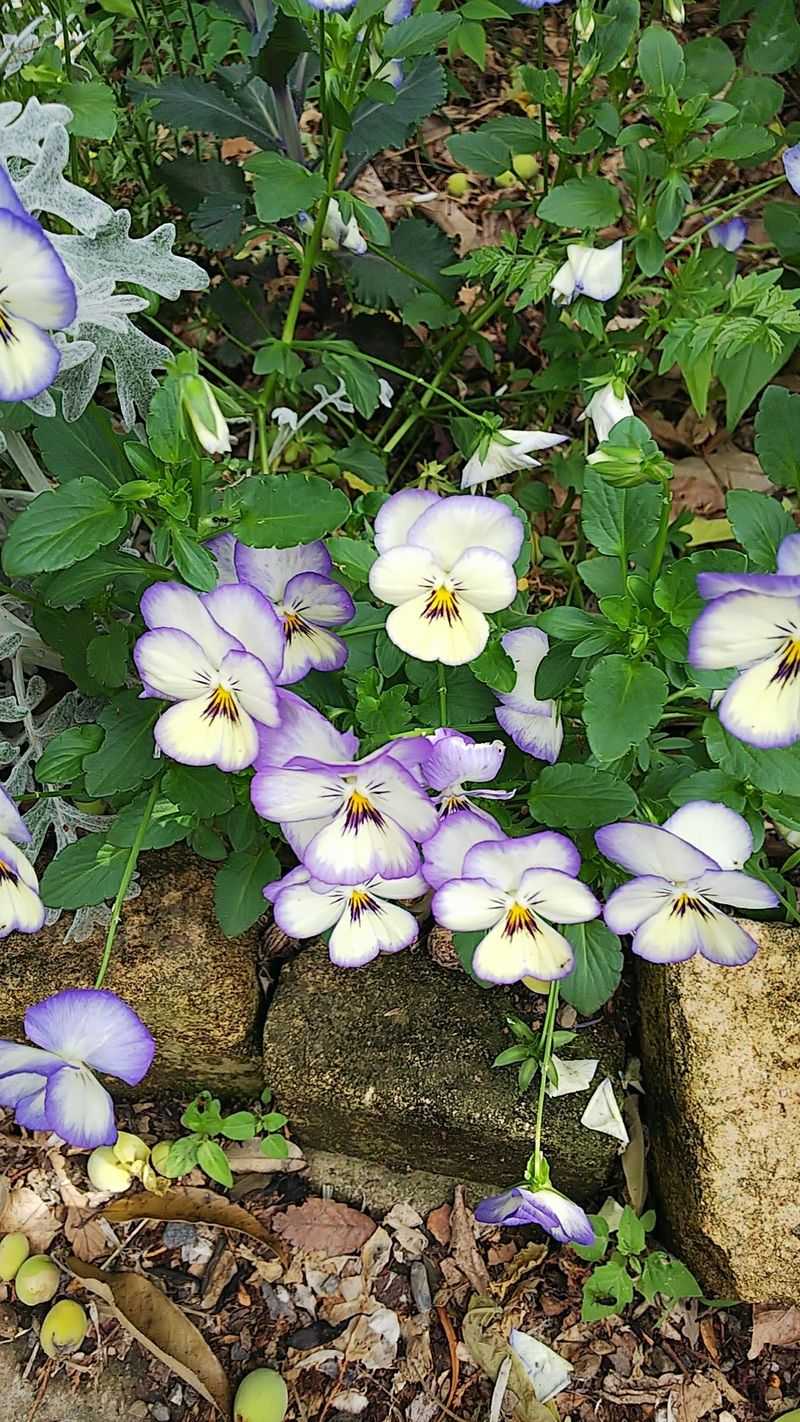 Where To Use Horned Viola In Landscaping