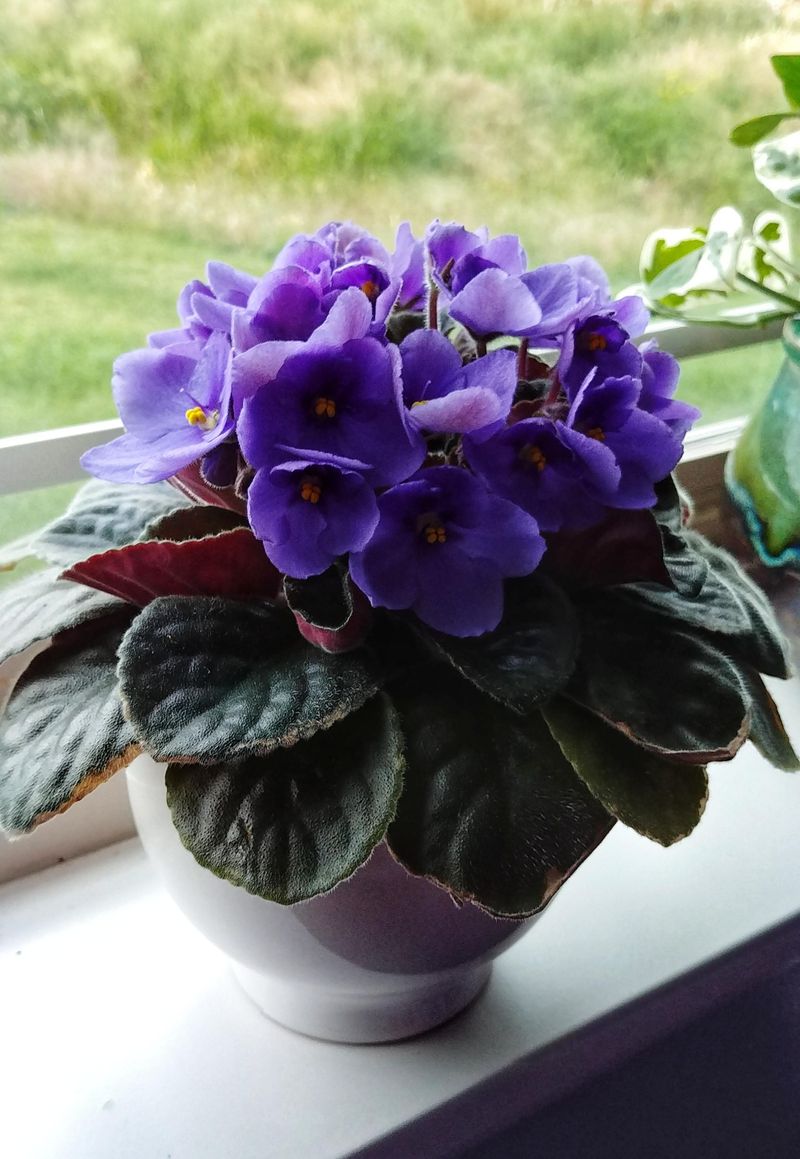 African Violet – Grows Fine with Occasional Feeding