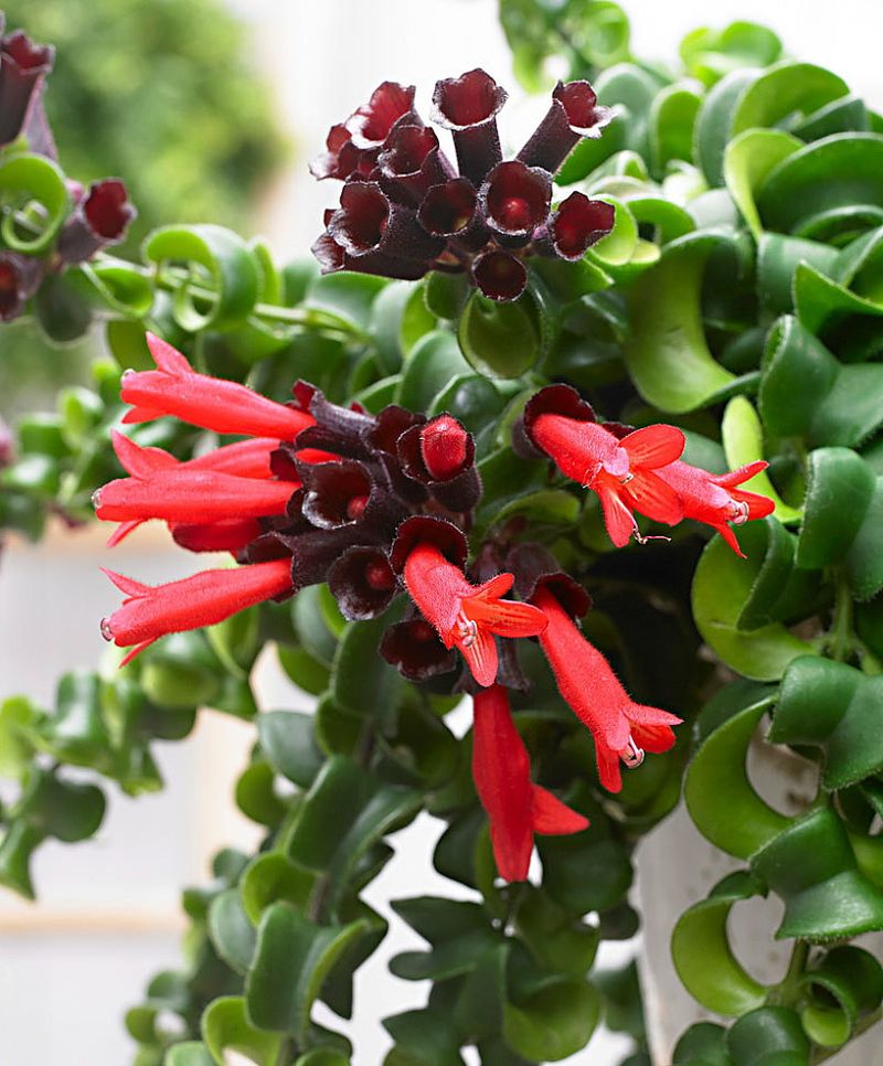 Lipstick Plant