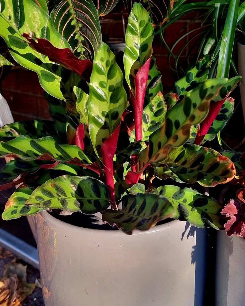 Rattlesnake Plant (Goeppertia insignis)