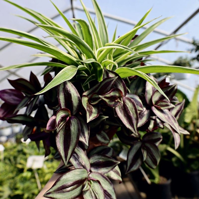 Wandering Jew