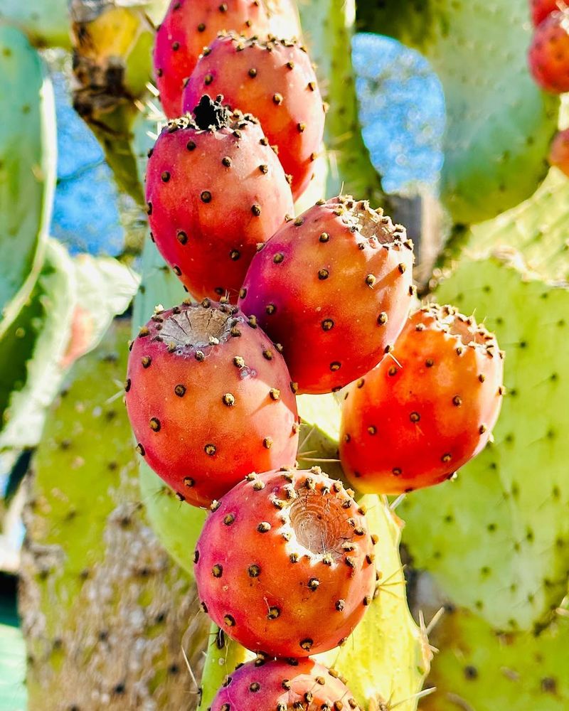 Prickly Pear