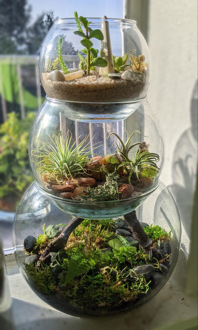 Terrarium Terrific