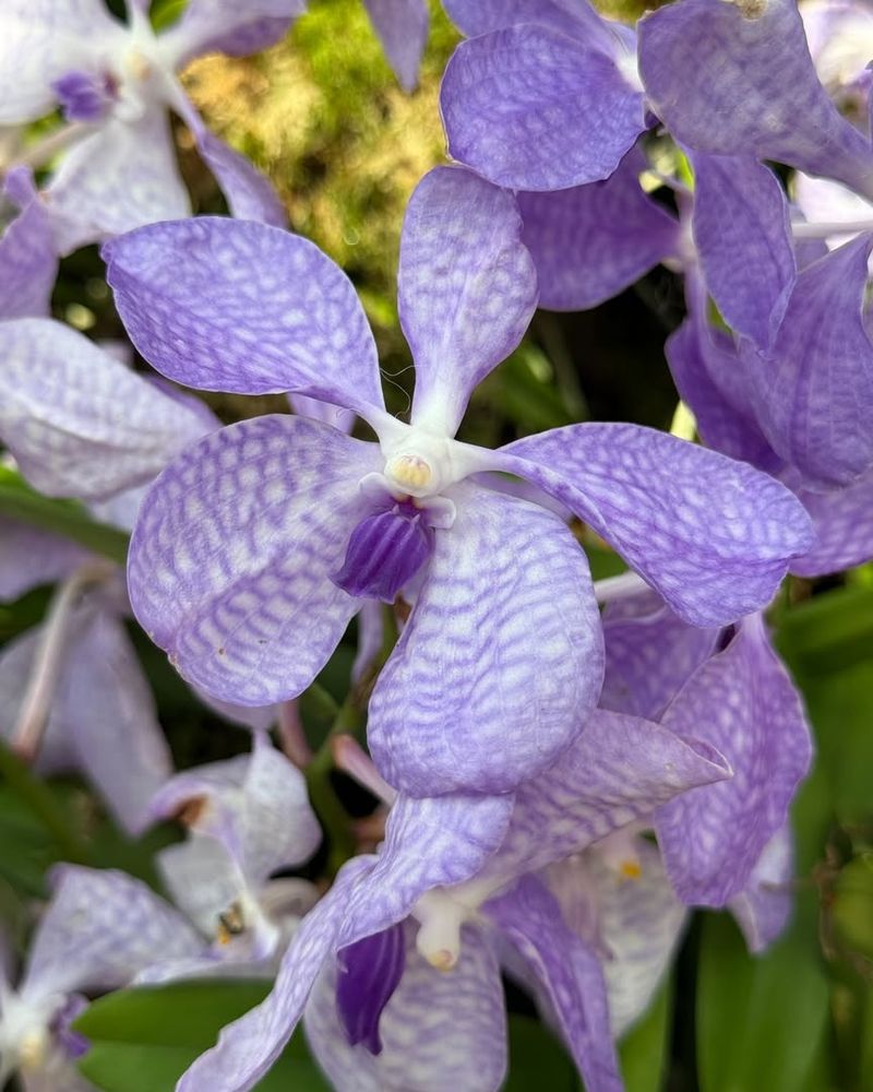 Fertilizing Blue Orchids